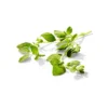 Organic Oregano - 0.5oz - Good & Gather™