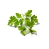 Organic Italian Parsley - 0.5oz - Good & Gather™ 1 Organic Italian Parsley - 0.5oz - Good & Gather™ -Thrive Maket GUEST 821629cd 2eb4 4740 a822 d658e1296c5d
